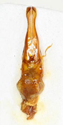 Ectinohoplia sp.